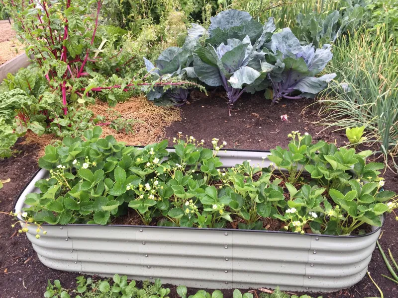 Dig Here: Bringing Luray's Heirloom Kitchen Gardens Back to Life