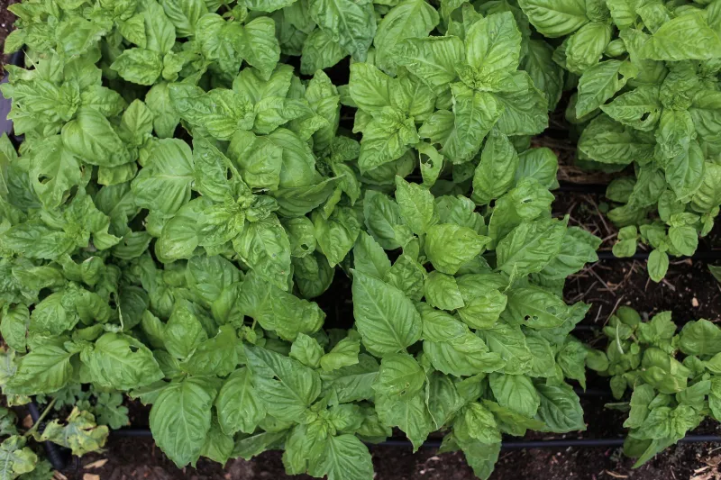 Growing Medicine: The Backyard Healers Who Kept Luray Alive Before the Doctors Arrived