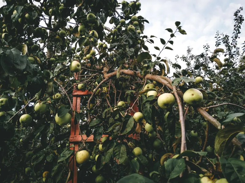 Roots and Windfalls: The Apple Orchards That Shaped Luray's Farming Soul